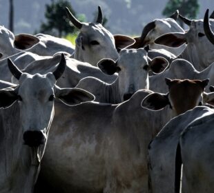 Exportação agropecuária Brasil abril 2026 abre 29 mercados em 9 países