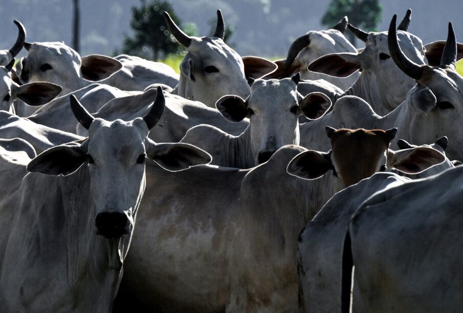 Exportação agropecuária Brasil abril 2026 abre 29 mercados em 9 países
